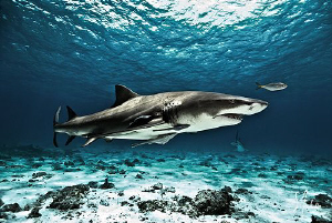 Loving Tiger Beach and the Lemon Sharks which make this l... by Steven Anderson 